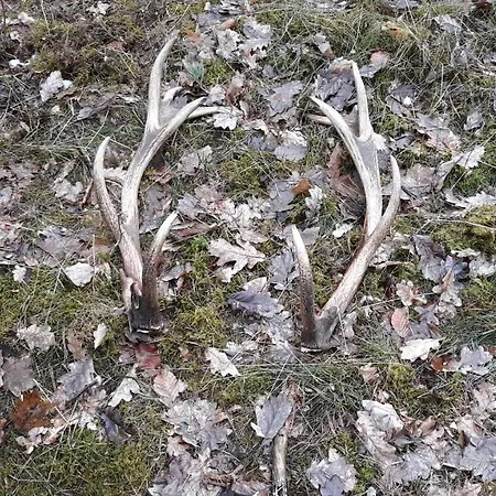 Gapkowo Stare Kiejkuty