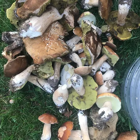 Gapkowo * Stare Kiejkuty