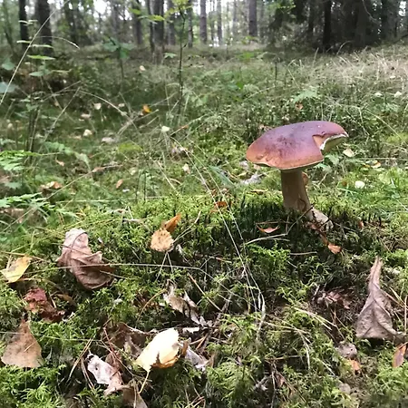 Gapkowo * Stare Kiejkuty